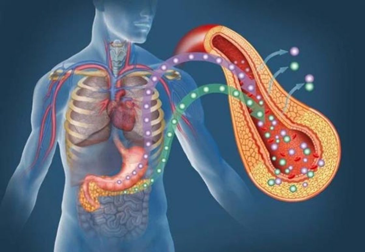 افزایش جذب پروتئین در بدن با خوردن این مواد غذایی ضروری و مهم