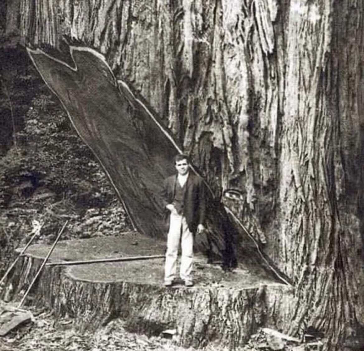 تصویری از یک درخت غول پیکر ۲۶۰۰ ساله که به دست بشر نابود شد
