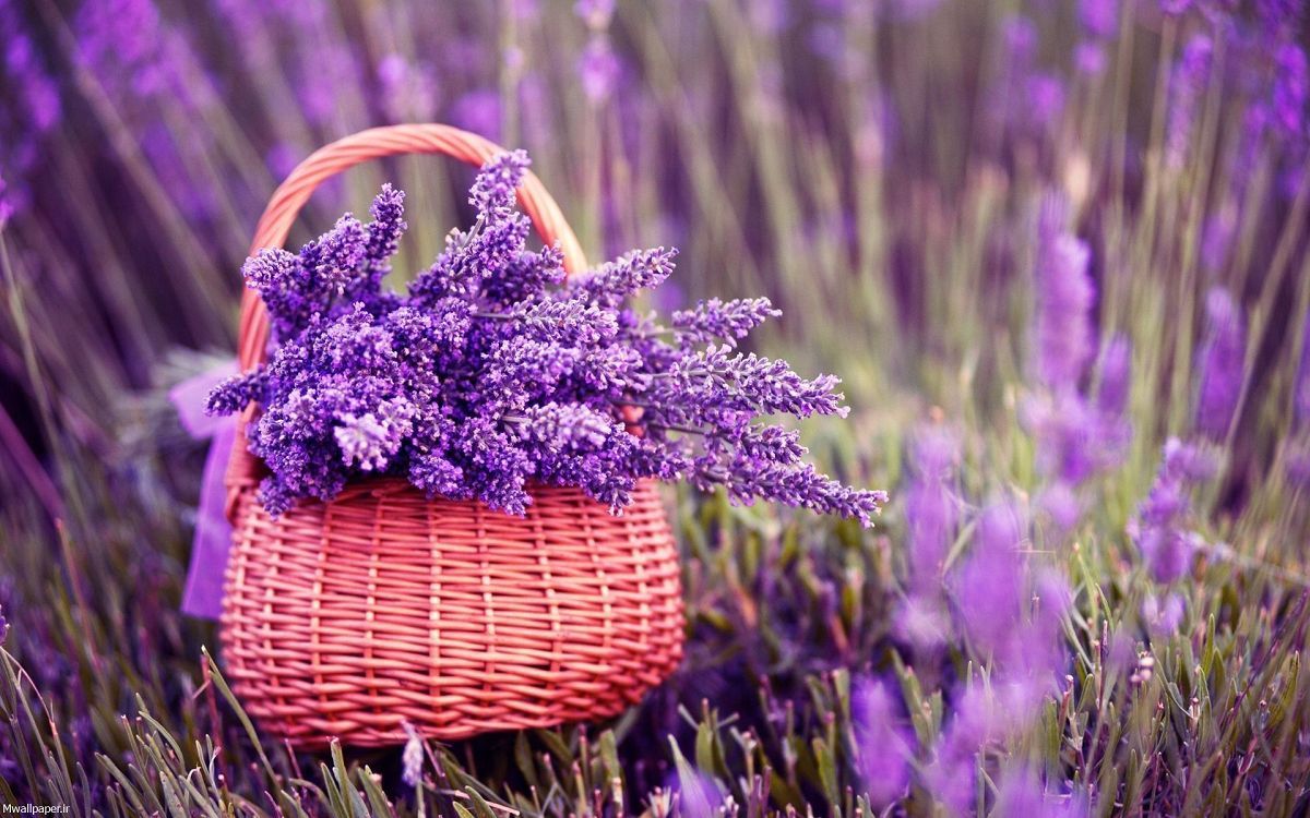 تنظیم سیستم ایمنی بدن با این گیاه زیبا