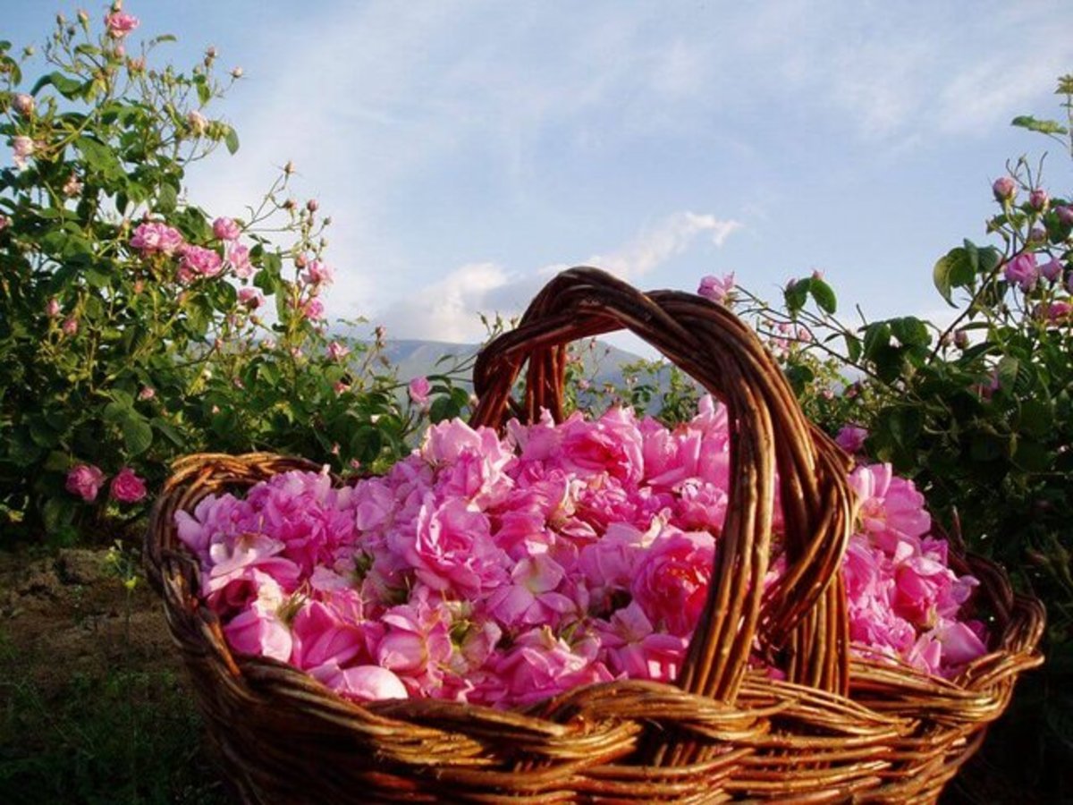 کرمان، تولیدکننده گل محمدی ارگانیک/ لزوم همکاری رایزنان بازرگانی برای احیاء بازار پسته
