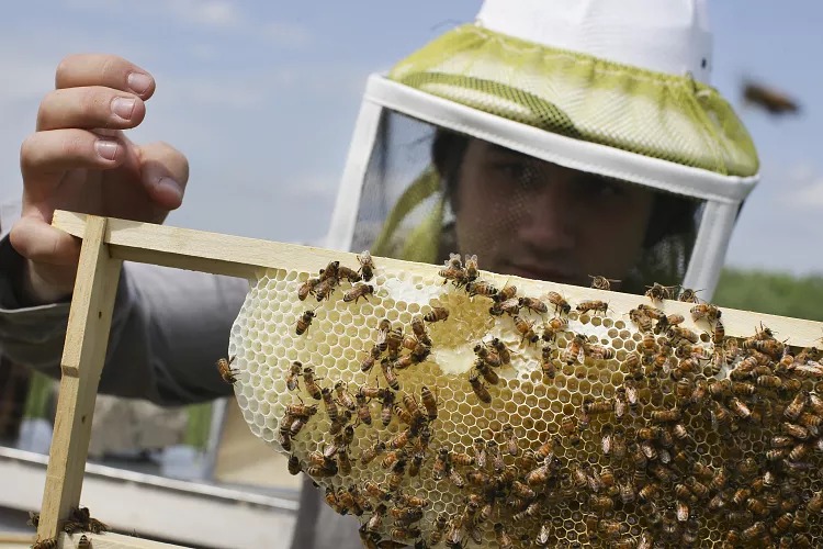 دلیل رفتار پروازی عجیب و غریب زنبور‌ها چیست؟