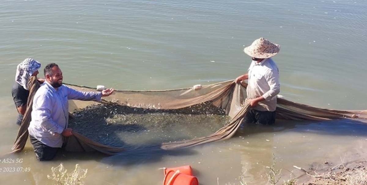 رهاسازی ۵۰۰ هزار قطعه بچه ماهی در تالاب عرب حسن شوشتر