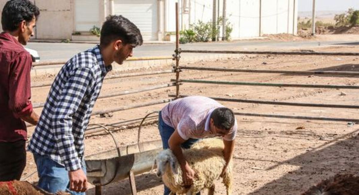 ذبح بیش از ۷۰ هزار رأس دام در طرح نذر قربانی