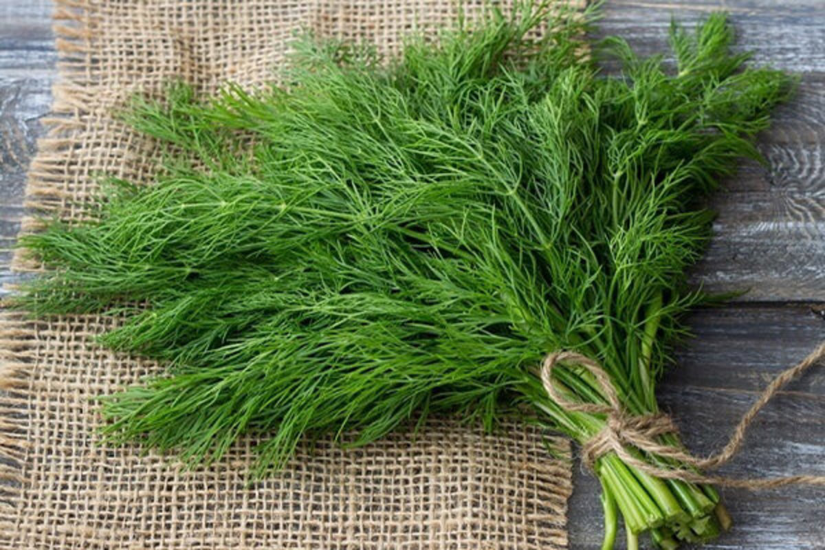 شوید سبزی کم کالری سرشار از چندین ویتامین و ماده معدنی