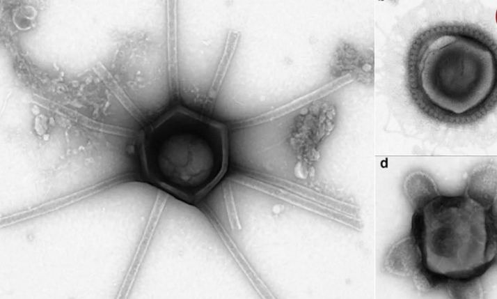 مجموعه‌ای حیرت انگیز از ویروس‌های غول پیکر که تمام دانش بشیری را زیر سوال برد