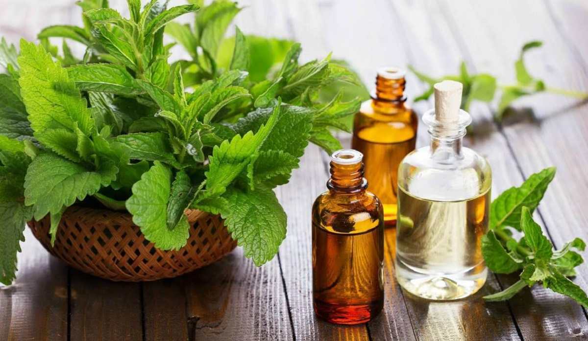 روغن نعناع فلفلی راهی برای تقویت حافظه