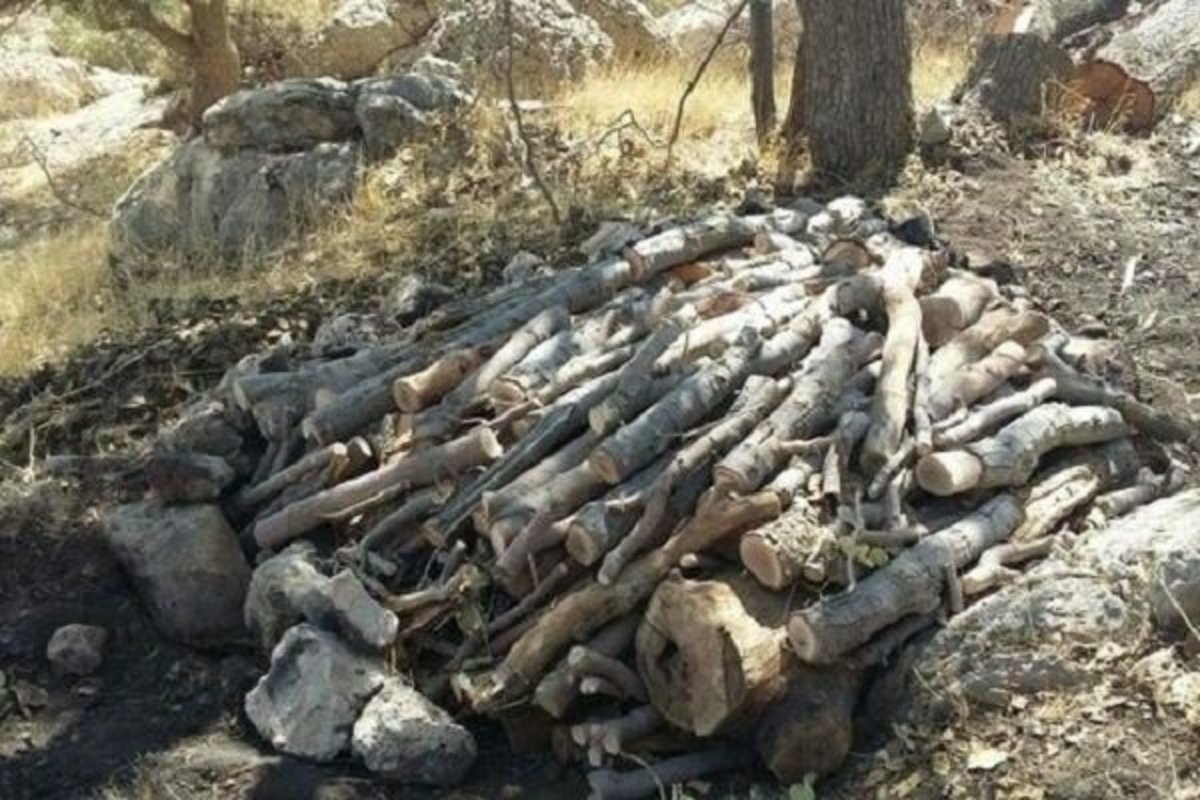 کشف بیش از ۶ تن چوب جنگلی قاچاق در چهارمحال و بختیاری