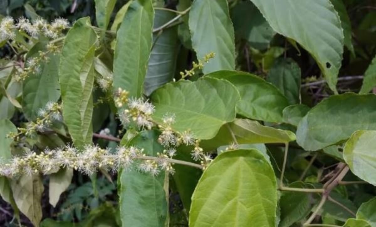 خواص چربی شکنی گیاهی بومی در چین