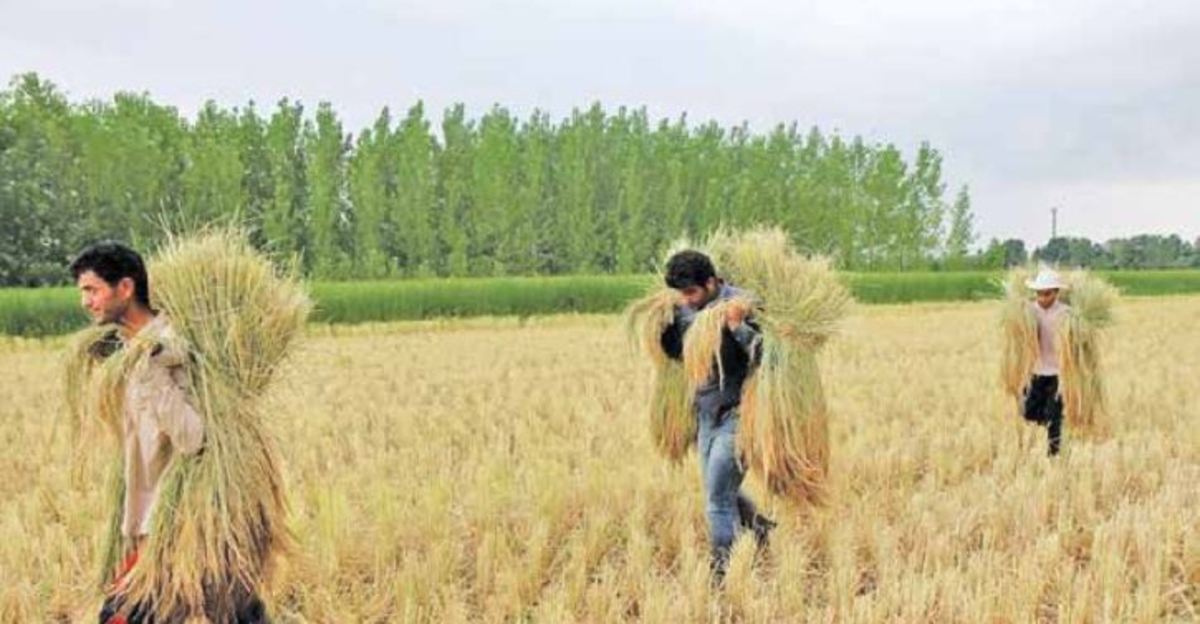 پایانی سبز برای برنج گیلان در فصل بی آبی