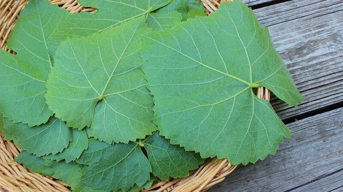 برگ انگور سرشار از آهن و مناسب برای کم خونی
