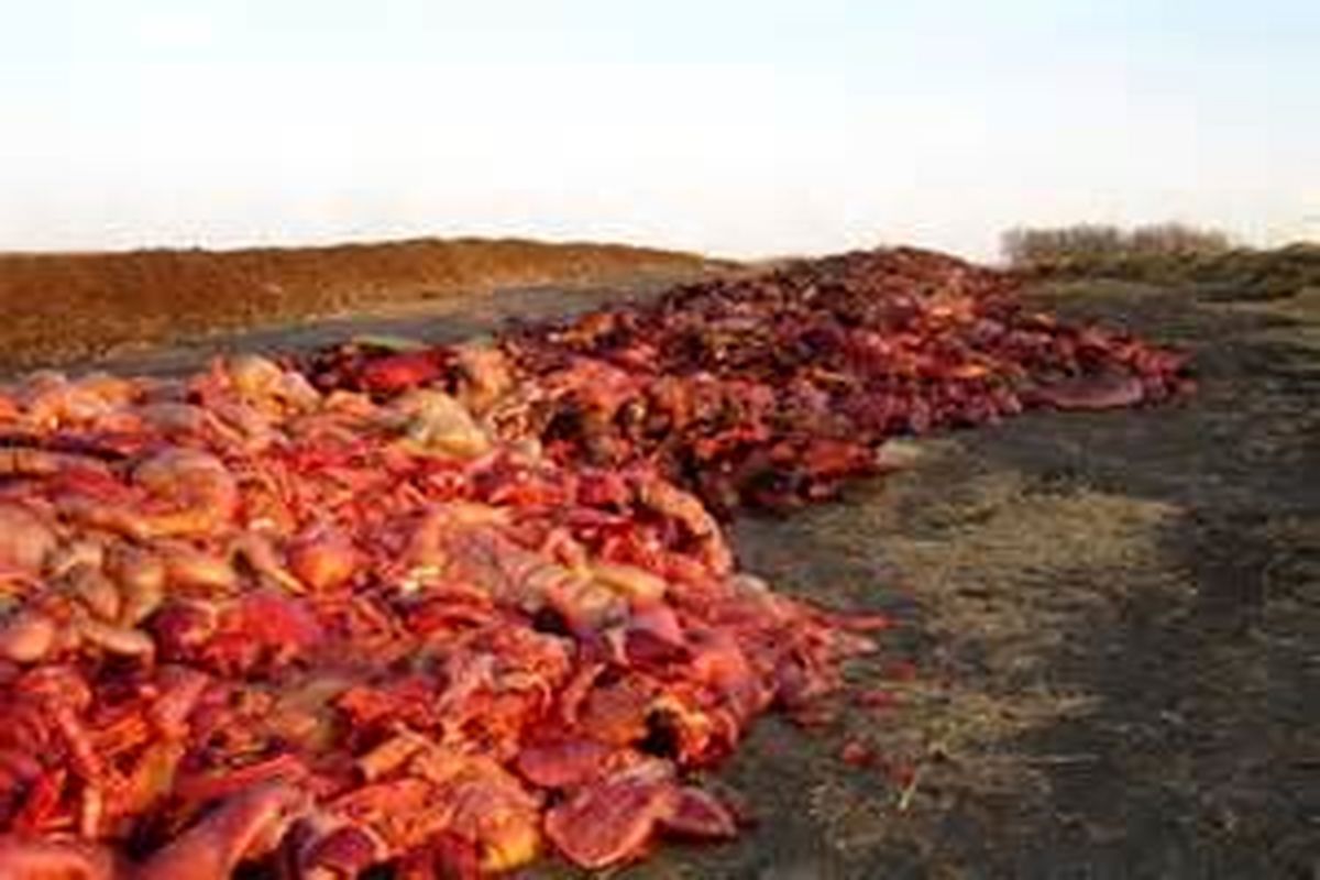 نابود کردن چهار تن مواد غذایی غیرقابل مصرف از ابندای سال تاکنون در مشهد
