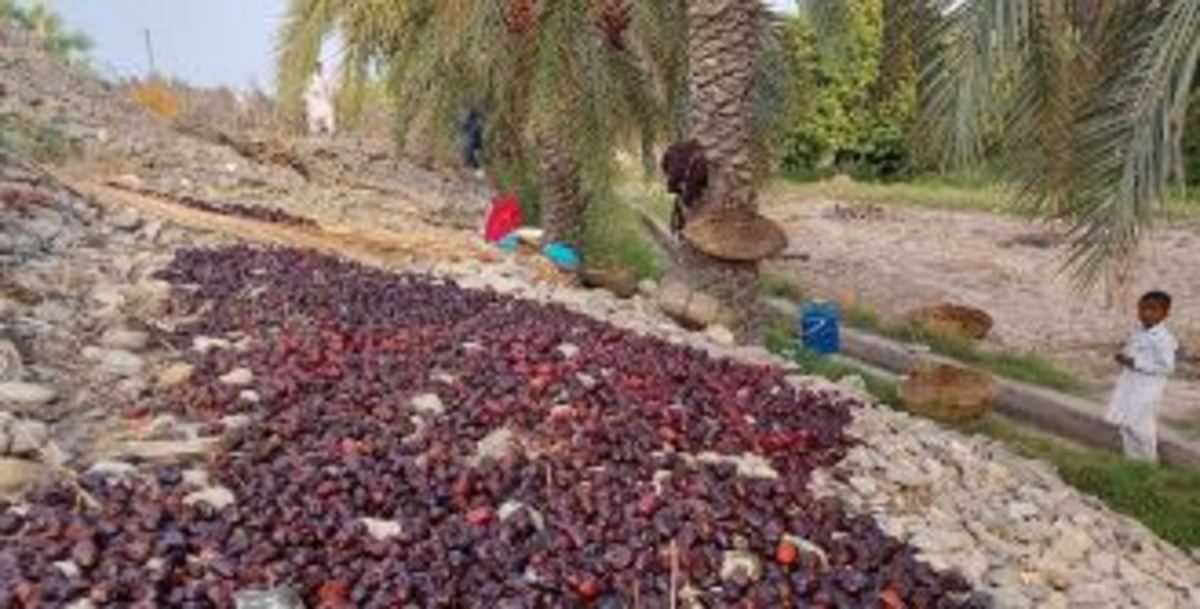 خسارت مونسون به ۸۰ درصد خرمای آماده برداشت در نیکشهر‌