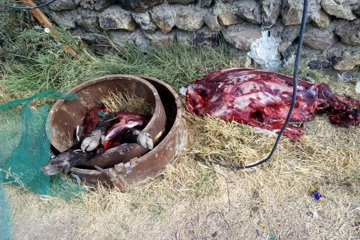 شکارچی متخلف به دست قانون افتاد