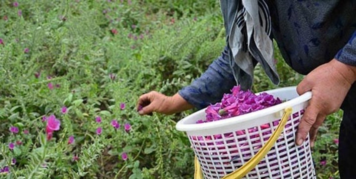 درآمد ۵۷ میلیاردی کهگیلویه و بویراحمد از فروش گیاهان دارویی