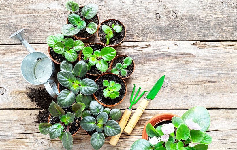 چگونه گیاهان آپارتمانی را قلمه بزنیم؟