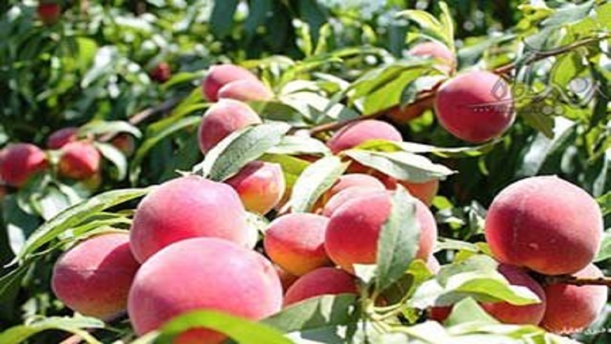 پیش بینی برداشت ۶ هزار تن هلو از باغات شهرستان دنا