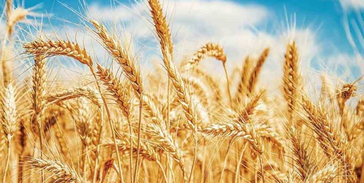 خرید ۳۹۰ هزار تن گندم تضمینی در همدان