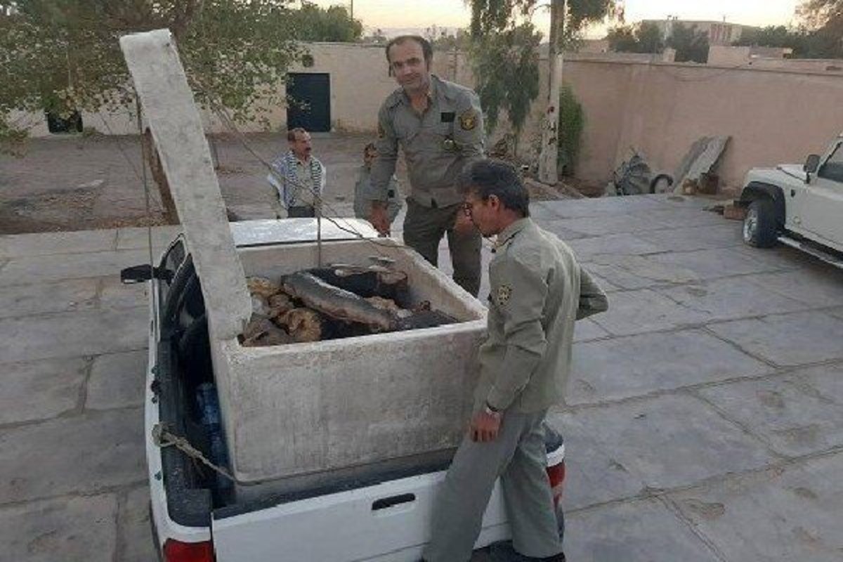 دستگیری عاملان قاچاق کوسه ماهیان در سیستان و بلوچستان