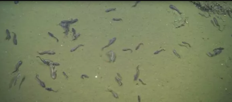 باورتان می‌شود این ماهی‌ها برای بقا تقریبا به اکسیژن نیازی ندارند؟