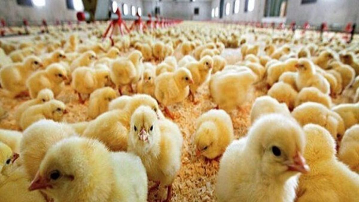 رکوردشکنی جوجه‏‌ریزی برای تنظیم بازار