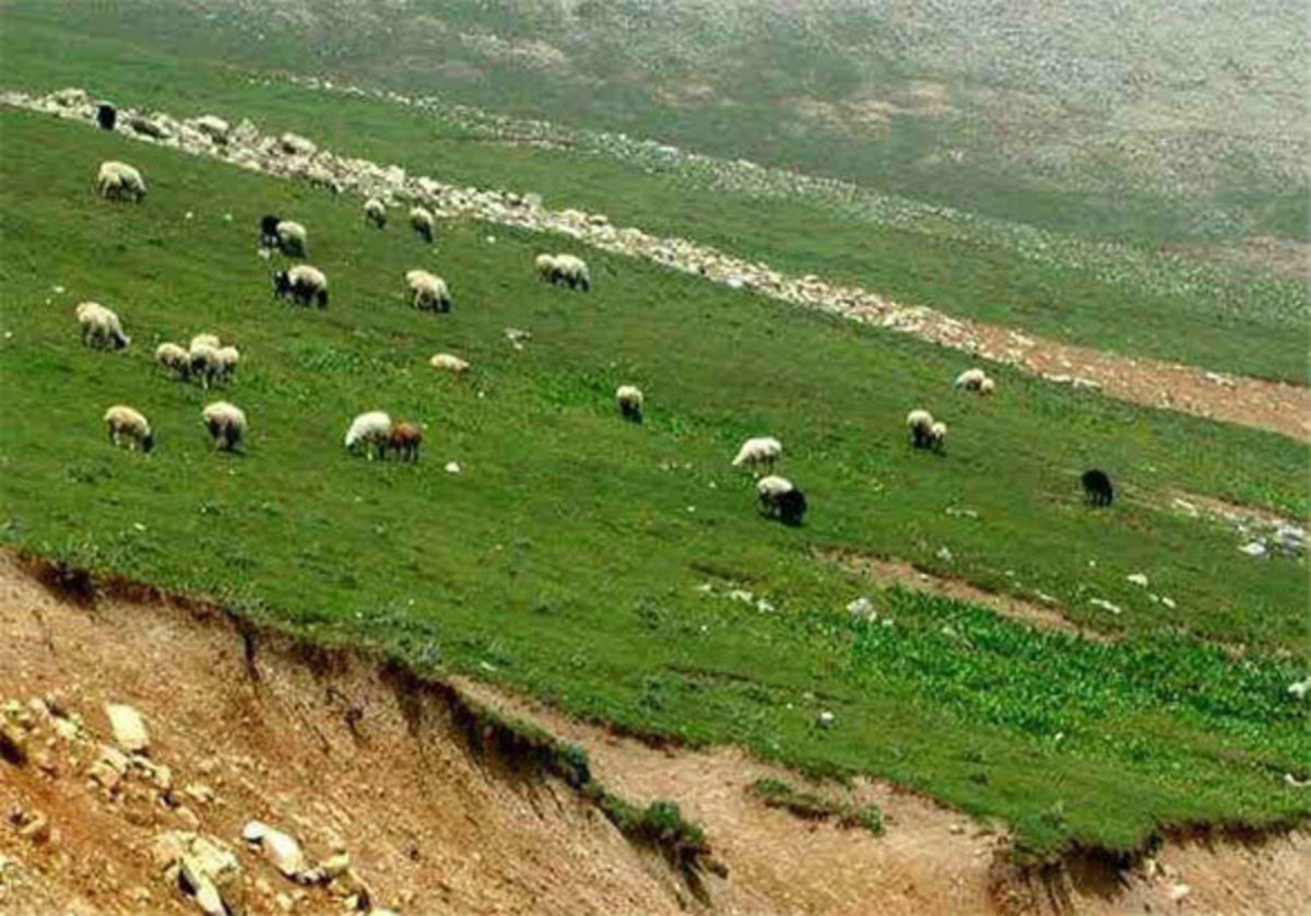 تکلیف جدید وزارت جهاد کشاورزی در واگذاری و توسعه پارک‌های جنگلی و مراتع