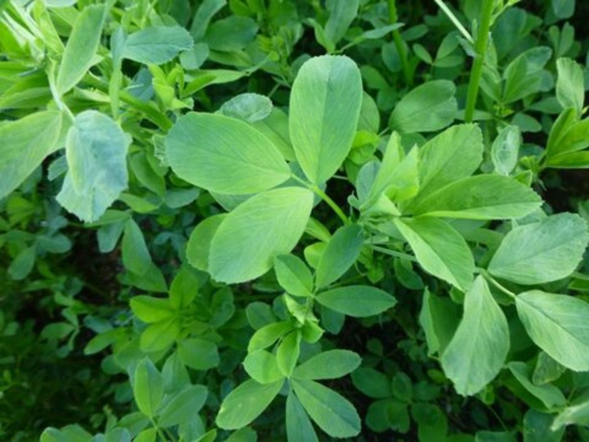 خواصه یونجه