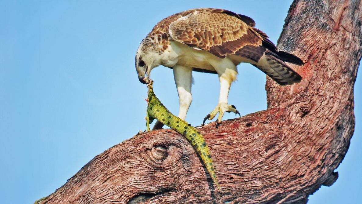 یکی از قدرتمندترین شکارچیان آفریقا؛ عقاب جنگی که هر حیوانی را شکار می‌کند!