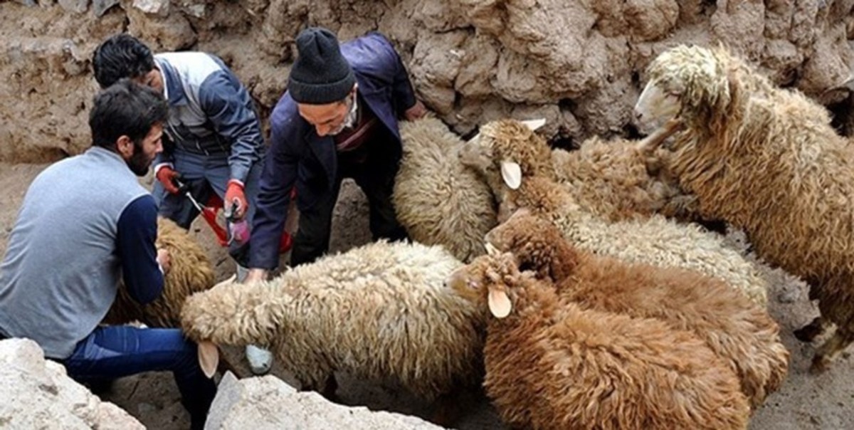 اجرای فاز اول واکسیناسیون تب برفکی در کهگیلویه و بویراحمد