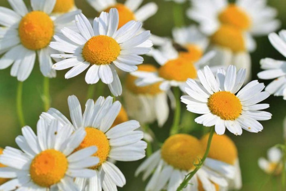 مربای خاص و متفاوت بابونه را با این روش درست کن عاشقش می‌شی