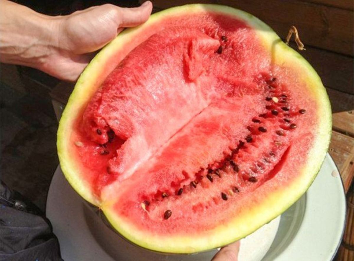 اگر هندوانه‌ای این نشانه‌ها را داشت هرگز نخورید