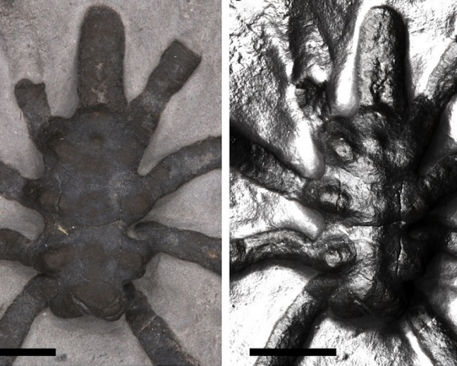 نمایی از عنکبوت‌های دریایی که ده‌ها میلیون سال پیش روی زمین میزیسته اند