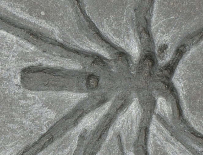 نمایی از عنکبوت‌های دریایی که ده‌ها میلیون سال پیش روی زمین میزیسته اند