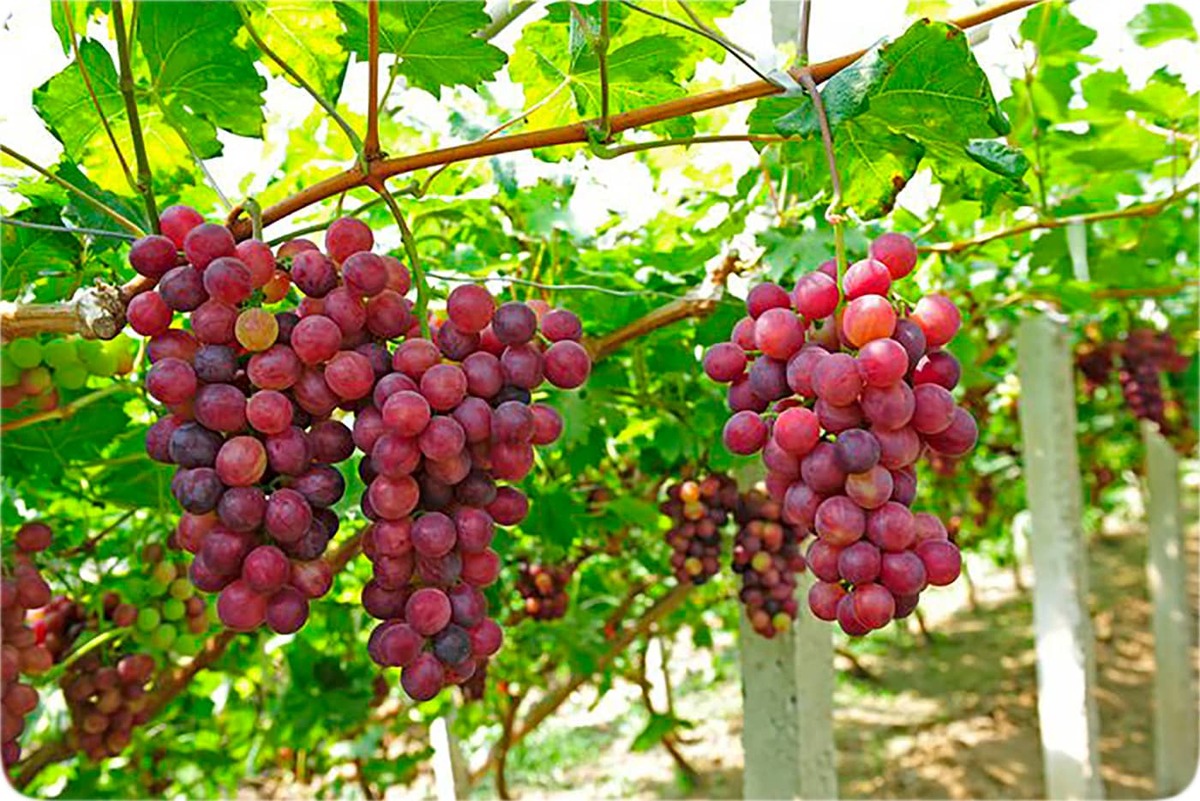 برای طراوت پوستتان از آب انگور استفاده کنید