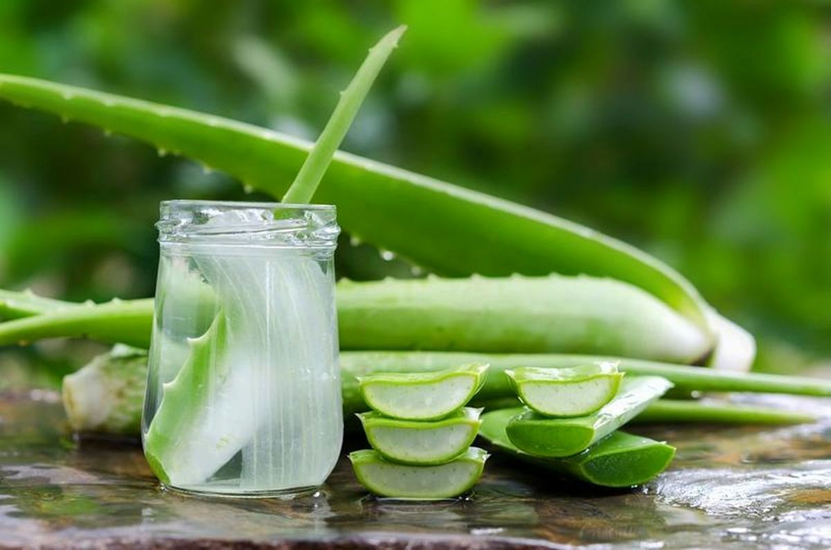 چربی سوزی با آلوئه ورا