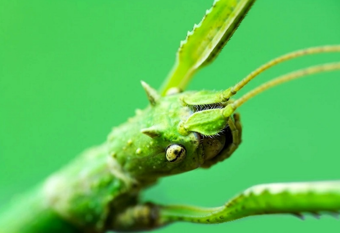 ۵ تا از طولانی‌ترین و درازترین حشرات را ببینید