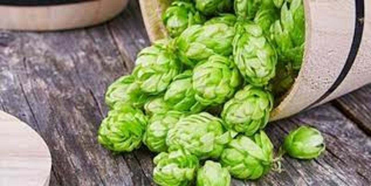 فواید بی شمار گیاه جادویی رازک که شاید نمی‌دانید