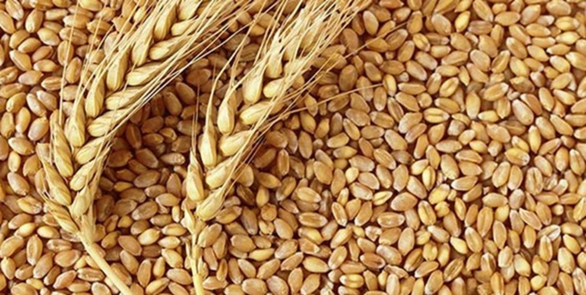 خرید تضمینی گندم از ۸ میلیون تن عبور کرد