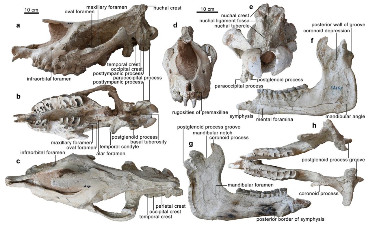 کشف فسیل‌هایی از کرگدن‌های غول پیکر که تاکنون نظیرش دیده نشده