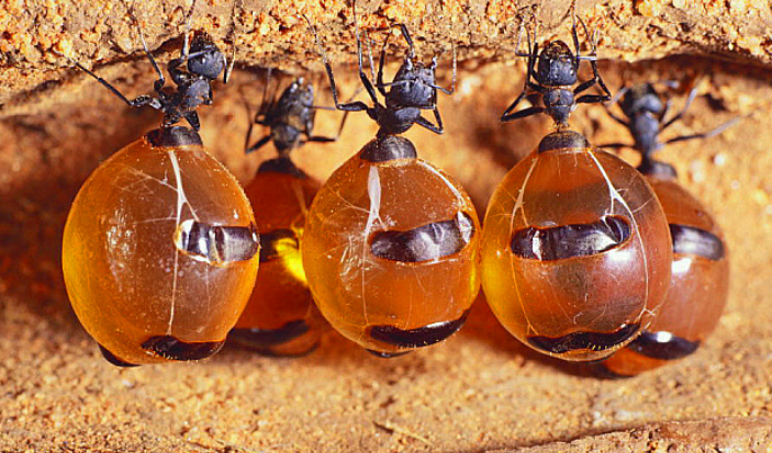 کشفیات جدید درمورد خاصیت ضد قارچ و باکتری عسل مورچه