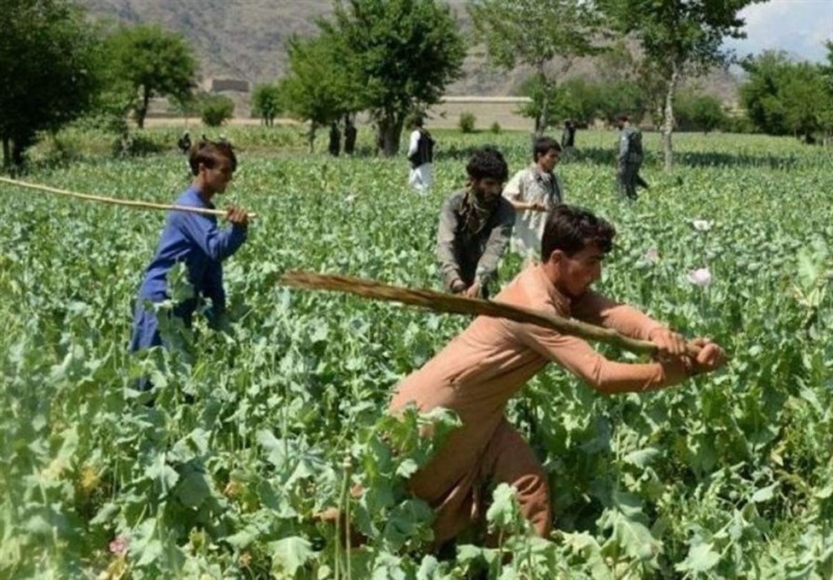 موسسه انگلیسی: مبارزه با کشت مواد مخدر برای کابل چالش زا خواهد بود