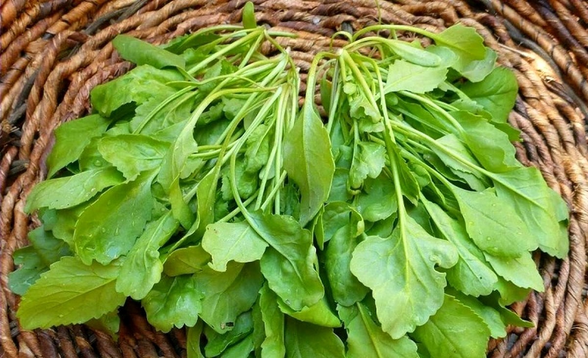 شاهی سبزی سرشار از خواص ویژه