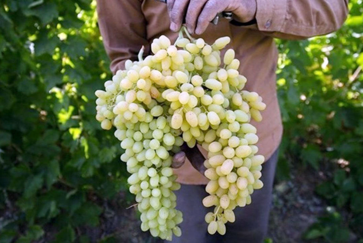 دیابتی‌ها از خوردن انگور پرهیز کنید!