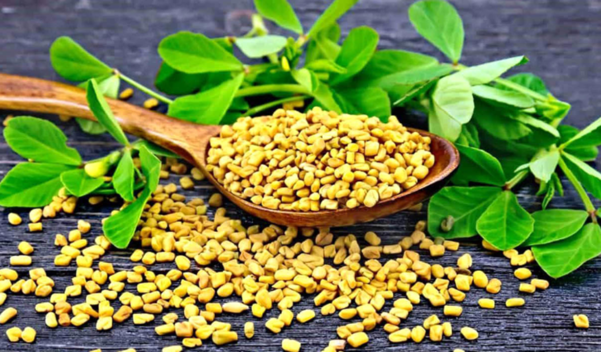 شنبلیله و این همه خاصیت! /بر خلاف اسم غلط اندازش خاصیت‌های زیادی دارد!