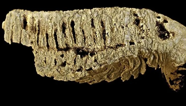 این فسیل ۵۲۰ میلیون‌ساله پرده از راز تکامل اولیه‌ی بندپایان برداشت