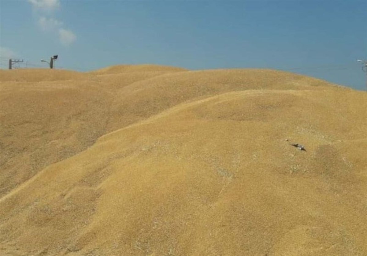 تعاون روستایی ۴۷ هزار تن گندم کشاورزان بوشهری را خریداری کرد