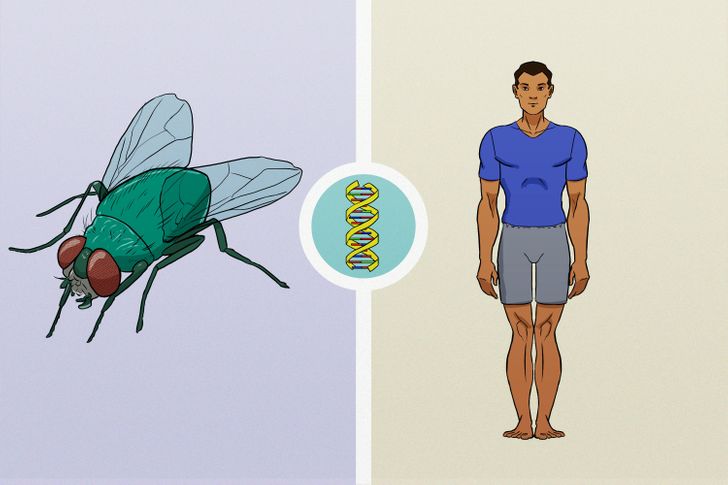 آیا می‌دانستید ما و مگس‌ها دی ان‌ای مشترک داریم؟