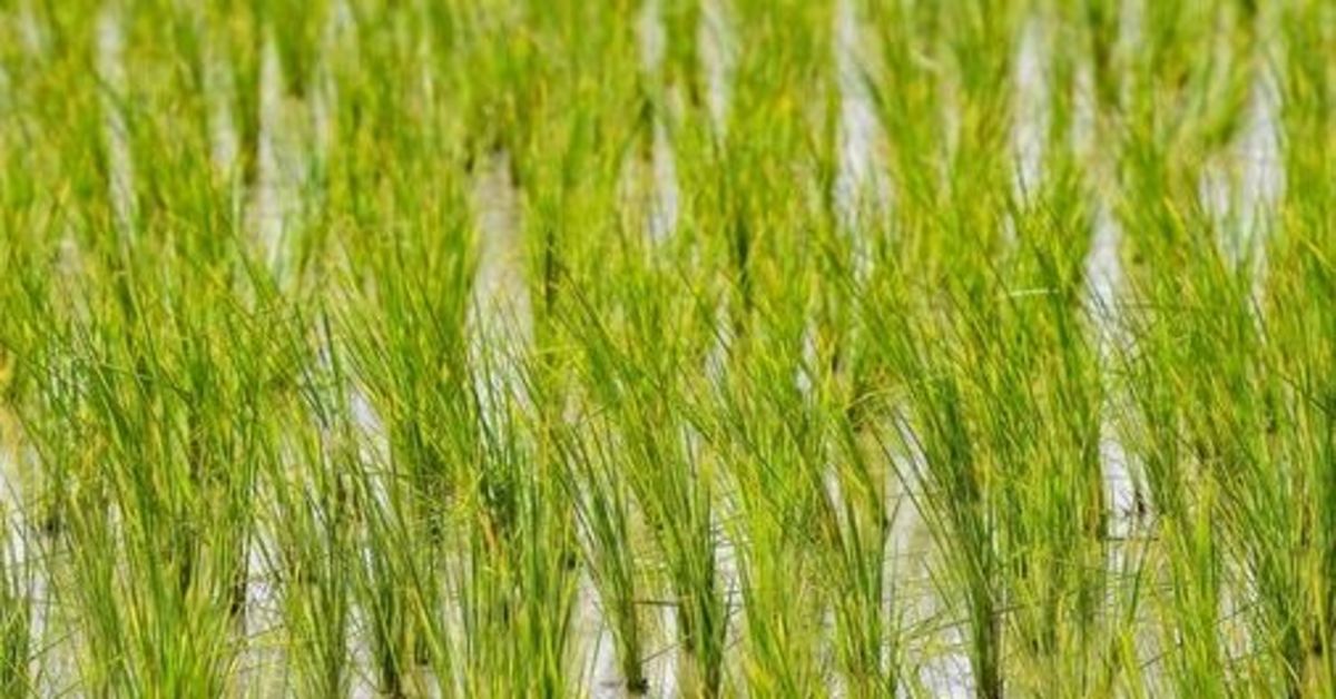 بحران برنج در فیلیپین زنگ خطر تورم جهانی را به صدا درآورد