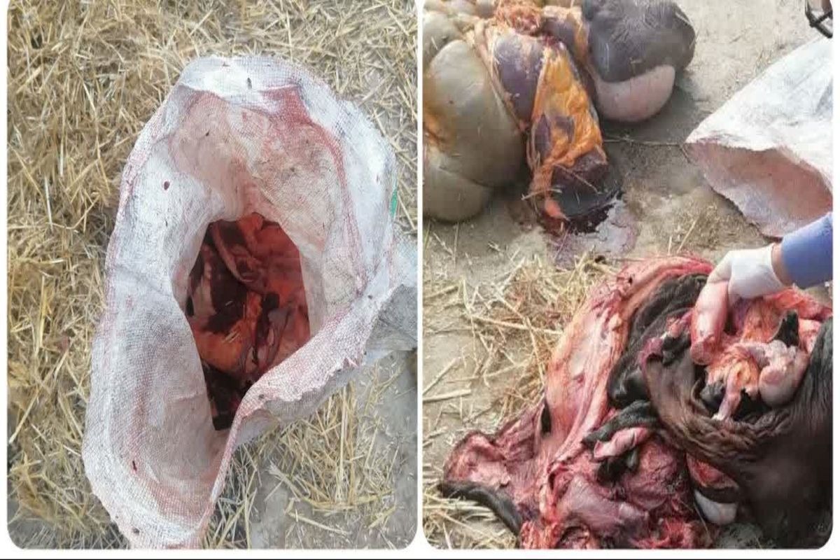 کشف و ضبط ۸۰۰ کیلوگرم گوشت در مرکز کشتار غیر مجاز اسب