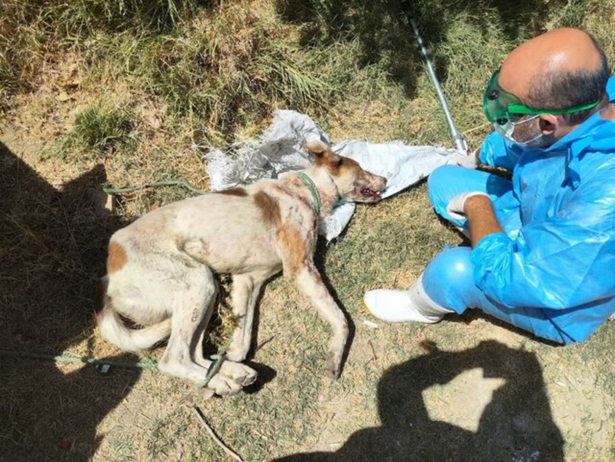 حمله سگ ولگرد به اعضای یک خانواده در روستای ماهنیان رزن