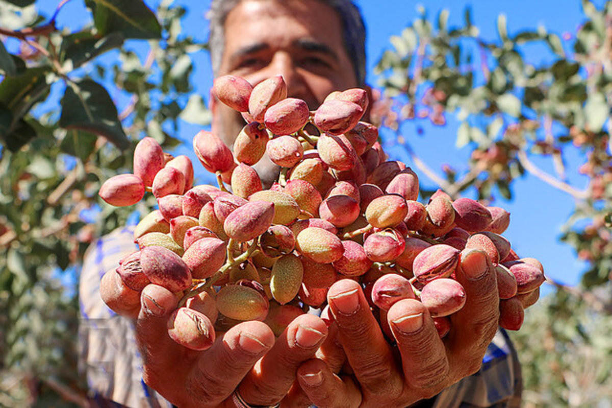 رتبه سوم تولید پسته کشور از آن یزدی‌ها